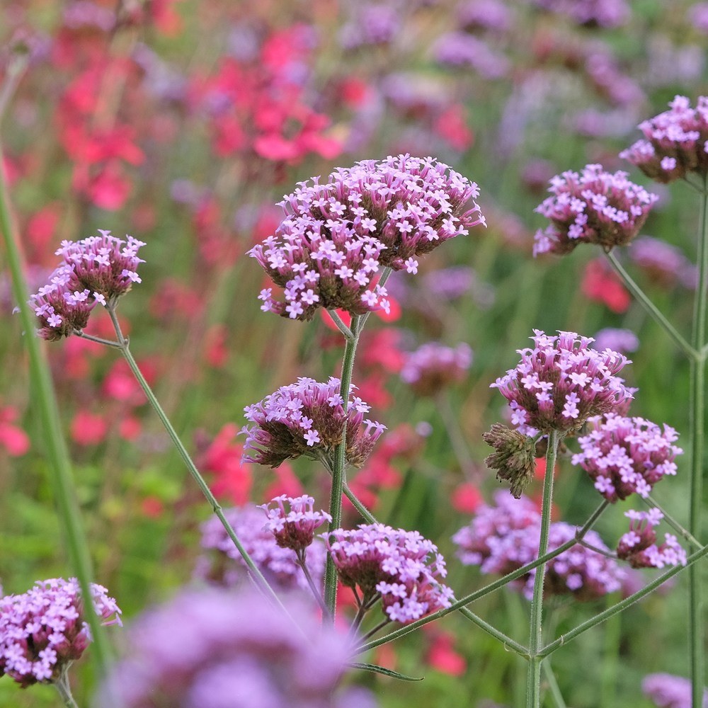 Brazilian Vervain Verbena seed packet