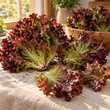 Brentwood Leaf Lettuce Seeds harvest up close