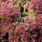 Brentwood Leaf Lettuce seed packet