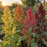 Brightest Brilliant Rainbow Quinoa Seeds growing in a home garden