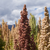 Brightest Brilliant Rainbow Quinoa seed packet