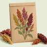 Kraft seed packet illustrated with Brightest Brilliant Rainbow Quinoa, with fresh Brightest Brilliant Rainbow Quinoa beside it