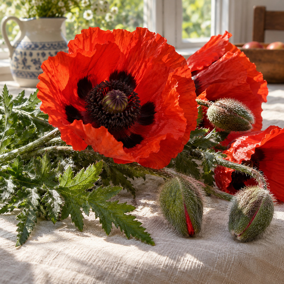 Brilliant Oriental Poppy Seeds harvest up close
