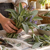 Broadleaf Sage Seeds harvest up close