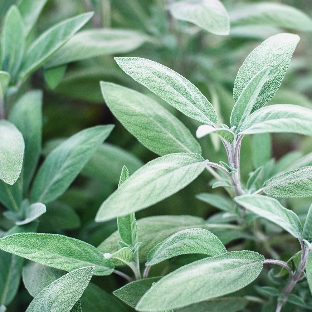 Broadleaf Sage seed packet