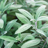 Broadleaf Sage seed packet