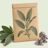 Kraft seed packet illustrated with Broadleaf Sage, with fresh Broadleaf Sage beside it