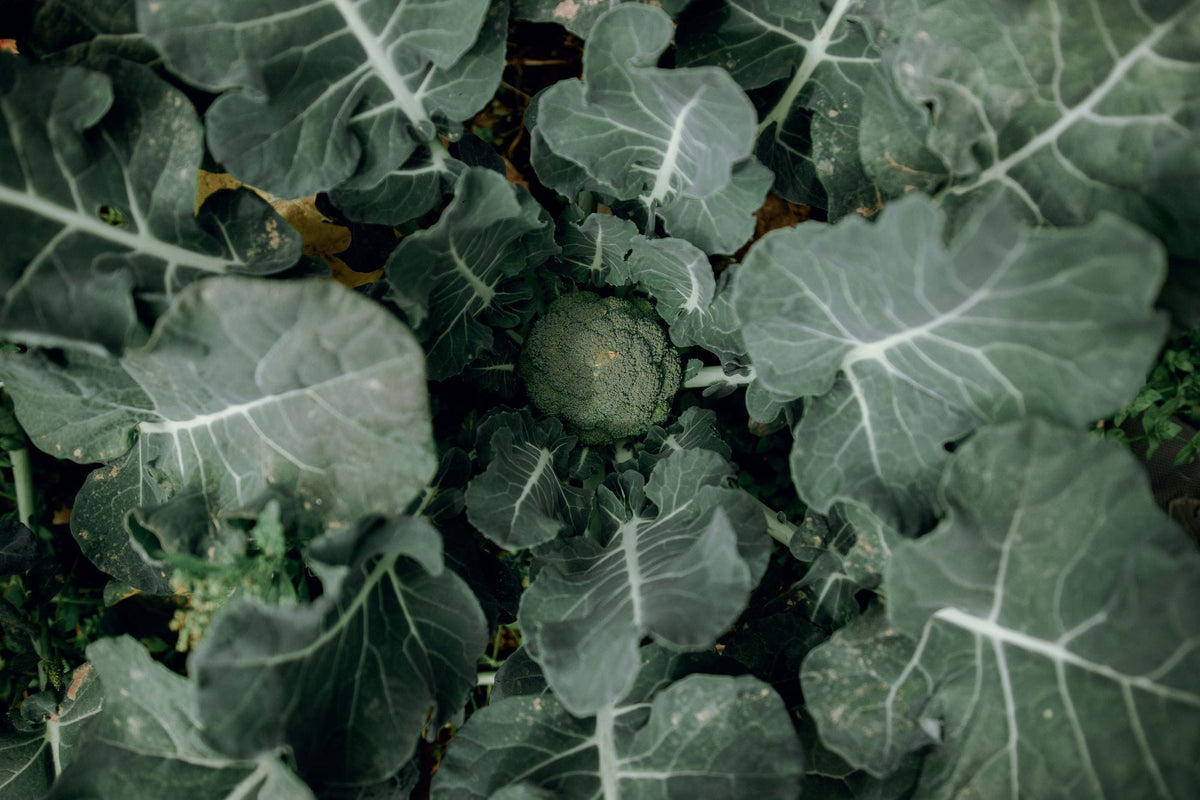 Broccoli plants growing in a garden bed, seen from above
