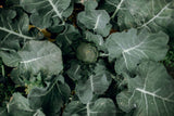 Broccoli plants growing in a garden bed, seen from above