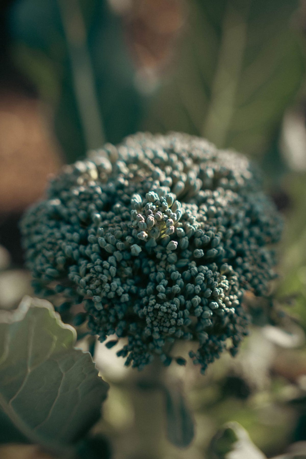 Close-up of a fresh broccoli crown