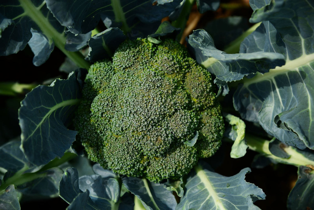 Belstar-type broccoli head growing on the plant
