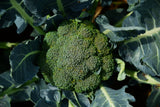 Belstar-type broccoli head growing on the plant
