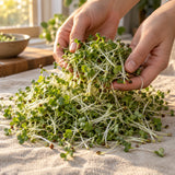 Broccoli Sprouts Seeds harvest up close
