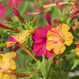 Broken Colors Four O Clock seed packet