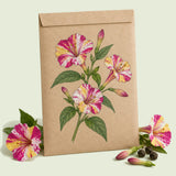 Kraft seed packet illustrated with Broken Colors Four O Clock, with fresh Broken Colors Four O Clock beside it