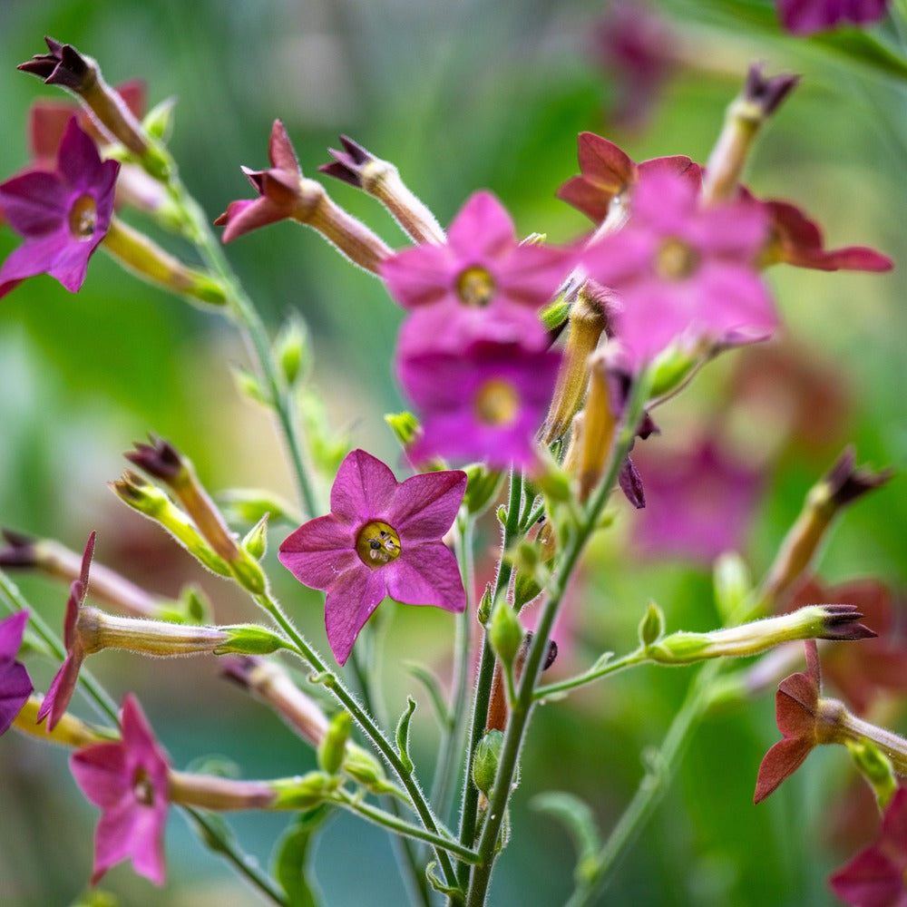 Bronze Queen Nicotiana seed packet