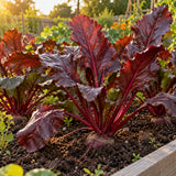 Bull's Blood Beet Seeds growing in a home garden