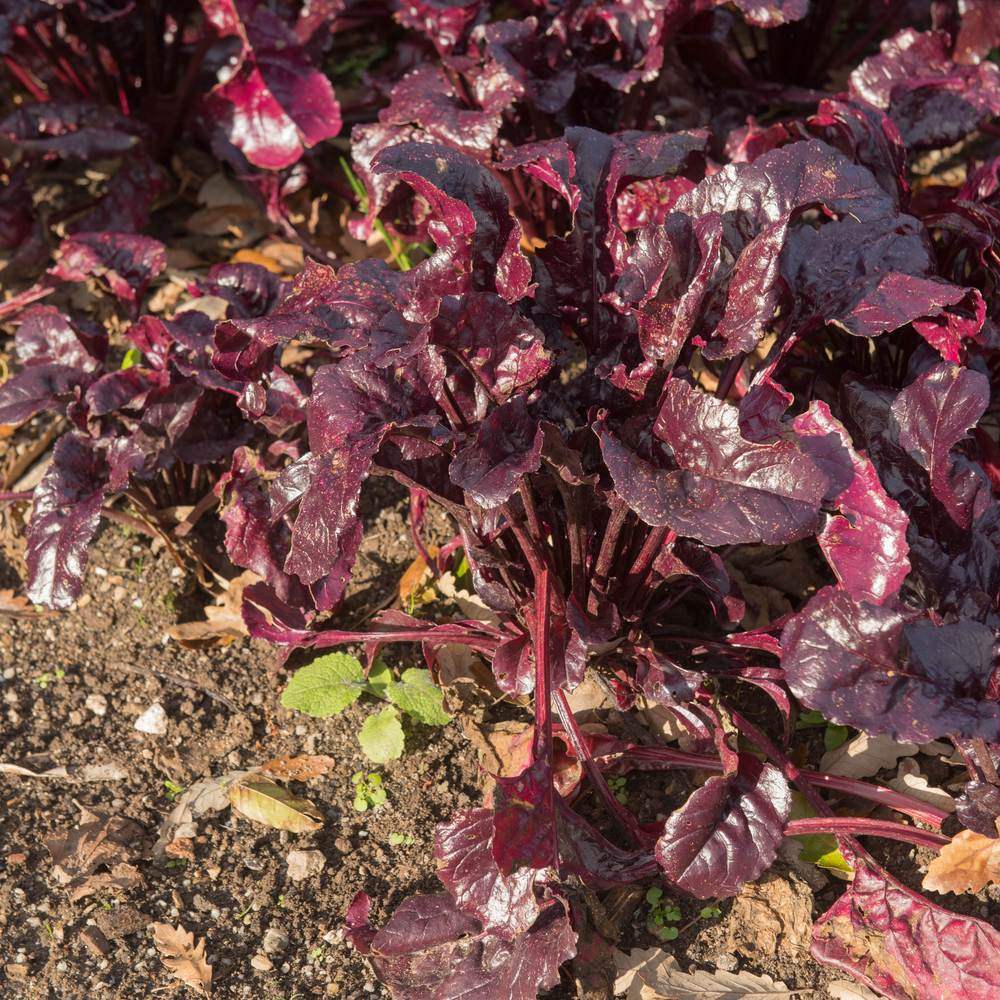 Bull's Blood Beet seed packet