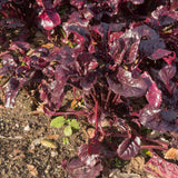Bull's Blood Beet seed packet