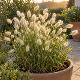 Bunny Tails Grass Seeds growing in a home garden