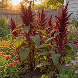 Burgundy Amaranth Seeds growing in a home garden