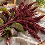 Burgundy Amaranth Seeds harvest up close