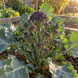 Burgundy Broccoli Seeds growing in a home garden