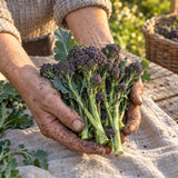Burgundy Broccoli Seeds harvest up close