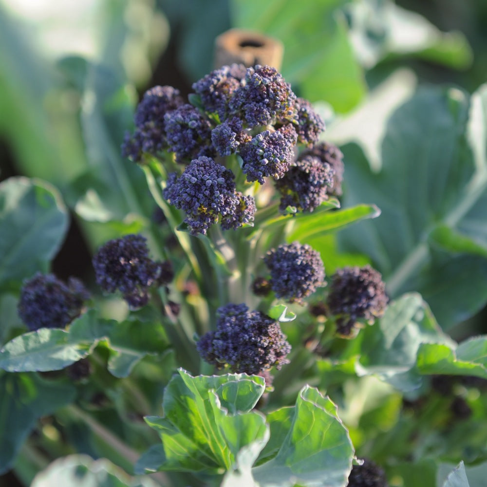 Burgundy Broccoli seed packet