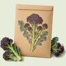 Kraft seed packet illustrated with Burgundy Broccoli, with fresh Burgundy Broccoli beside it