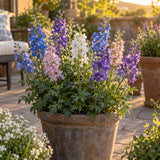 Butterfly Blend Delphinium Seeds growing in a home garden