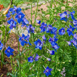 Butterfly Blend Delphinium seed packet
