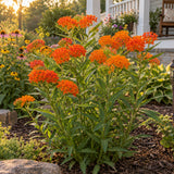 Butterfly Milkweed Seeds growing in a home garden
