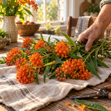 Butterfly Milkweed Seeds harvest up close