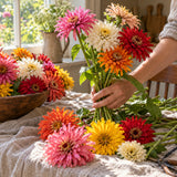 Cactus Flower Blend Zinnia Seeds harvest up close
