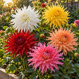 Cactus Flowered Blend Dahlia Seeds growing in a home garden