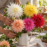 Cactus Flowered Blend Dahlia Seeds harvest up close