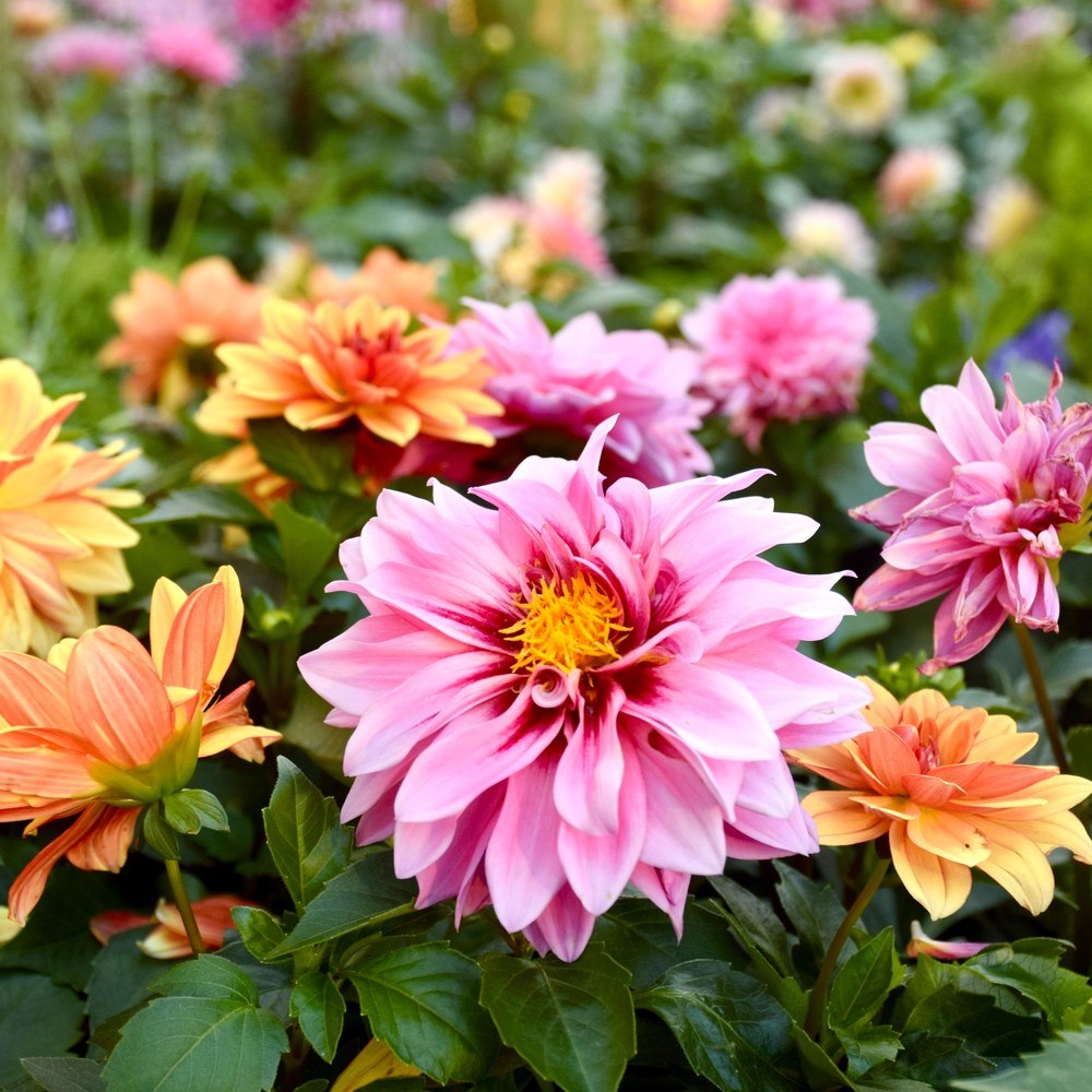 Cactus Flowered Blend Dahlia seed packet