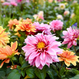 Cactus Flowered Blend Dahlia seed packet