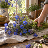 California Bluebells Seeds harvest up close