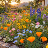 California Color Flower Mix Seeds growing in a home garden