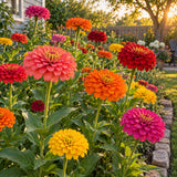 California Giants Zinnia Blend Seeds growing in a home garden