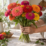 California Giants Zinnia Blend Seeds harvest up close
