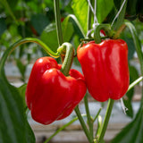 California Wonder Sweet Pepper seed packet