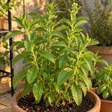 Candy Stevia Seeds growing in a home garden