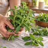 Candy Stevia Seeds harvest up close