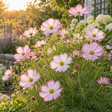 Candystripe Cosmos Seeds growing in a home garden