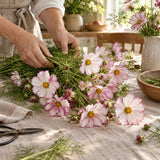 Candystripe Cosmos Seeds harvest up close