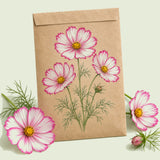 Kraft seed packet illustrated with Candystripe Cosmos, with fresh Candystripe Cosmos beside it