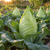 Caraflex Cabbage Seeds growing in a home garden